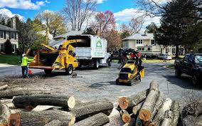 How Our Tree Care Process Works  in Elwood, NY